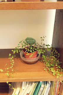 植物３.jpg