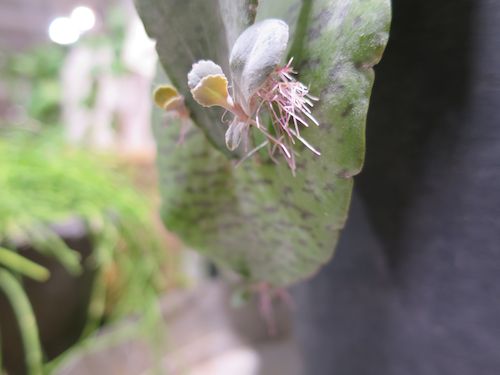 雷鳥の花.jpg