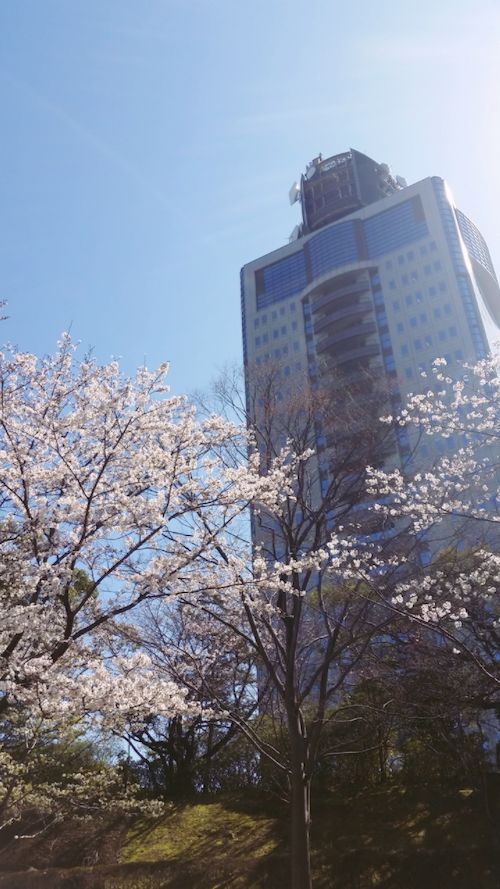 桜.jpg