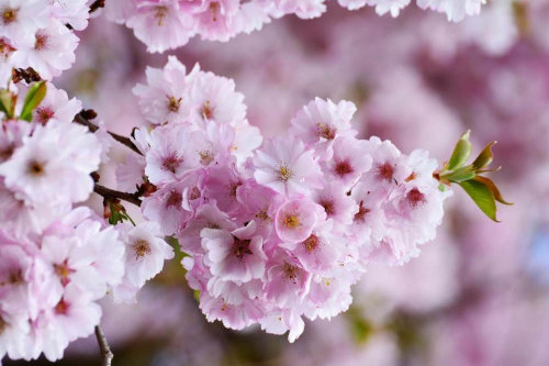 large_cherry-blossoms-3327498_1920[1].jpg