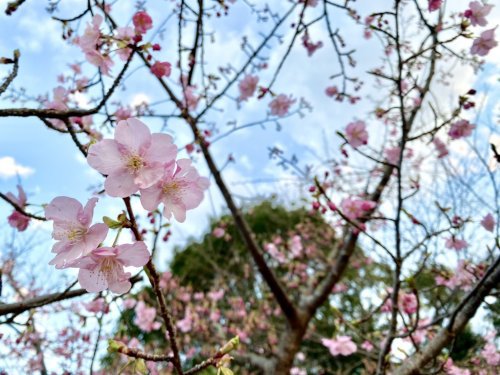 大谷公園桜.jpg