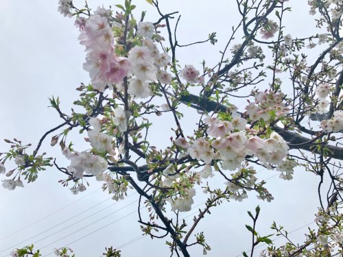 桜.jpg