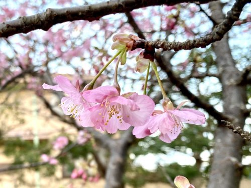 2021河津桜2[1].jpg